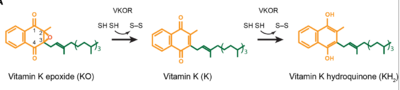 Figure 1. Mechanism of KO reduction into KH2.