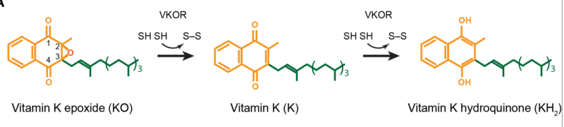 Image:VKOR mechanism 2D.png