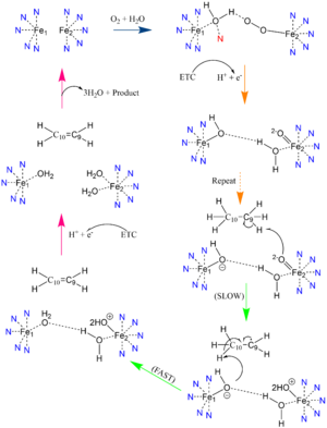 Proposed mechanism of SCD1 . Nitrogens colored blue represent the Histine stabilization of the di-iron complex while the red nitrogen is the water-stabilizing asparagine. The mechanism is split into four different phases: the water and oxygen binding to the di-iron complex (blue), the activation of the di-iron/oxygen complex (orange), the interaction with the substrate (green), and enzyme recovery and release of products (pink). The electrons needed for the reaction are received from the Electron Transport Chain (ETC).