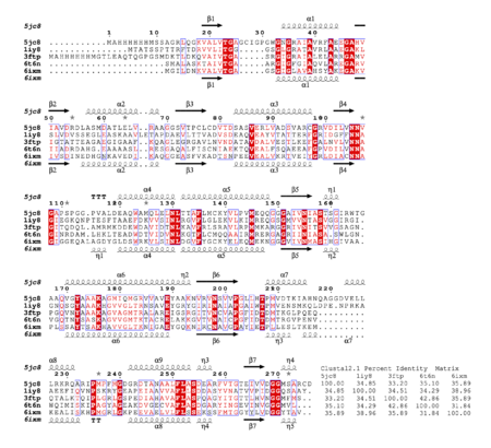 Structural and primary-sequence alignment of PxSDR with the closest structures identified by PDBeFold. Also shown is the percent identity matrix generated with Clustal2.1. The structures are PDB entry 5jc8 (the apo structure of PxSDR), PDB entry 1iy8 (the crystal structure of levodione reductase from Leifsonia aquatica), PDB entry 3ftp [3-ketoacyl-(acyl-carrier-protein) reductase from Burkholderia pseudomallei], PDB entry 6t6n [Klebsiella pneumoniae FabG2(NADH-dependent) in complex with NADH] and PDB entry 6ixm (ketone reductase ChKRED20 from the genome of Chryseobacterium). The secondary-structure elements shown are α-helices (α), 310-helices (η), β-strands (β) and β-turns (TT). Identical residues are shown in white on a red background and conserved residues are shown in red. This figure was generated using ESPript (Gouet et al., 1999, 2003),.