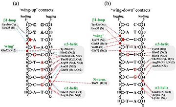 Fig 4.2 Summary of the protein:DNA contacts in the RTP.C110S:nRB complex. Phosphate groups (circles), sugar group (pentagons) and the bases (singe letter abbreviation) are shown. Nucleotides in contact with RTP are are in red. Broken lines indicate interactions including hydrogen bonds (red); non-bonded contacts (black) and water-mediated interactions (blue). (a) Contacts between the nRB oligonucleotide and the wing-up half of the RTP.C110S dimer. (b) Contacts between the nRB oligonucleotide and the wing-down half of the RTP.C110S dimer.