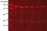 Western-blot