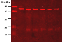 Western-blot