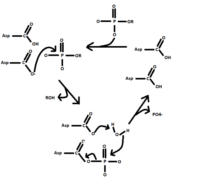 Image:LHPPMechanism.png