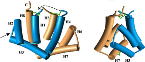Figure 1. General structure of a Fel d 1 monomer, shown in two distinct orientations, rotated 90° about the vertical axis.