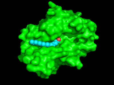 Surface view of PPT-1 showing the hydrophobic groove