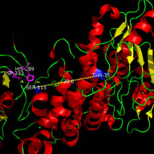 Common Mutation associated with JNCL and LINCL involve mutations Far Away From Active Site