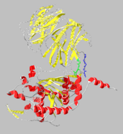Catalytic(bottom) and β-propeller domains(top) with peptide linkages shown in red and blue