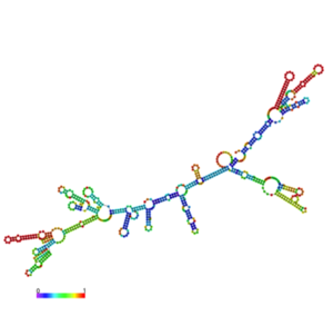 mRNA fold of CTX 1xtc
