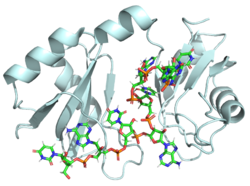 Figure 1: Cartoon representation of the Hrp1-PEE complex. The RNA is shown as a stick model and is colored by element.