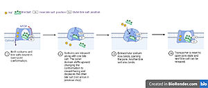 Fig. 5 Proposed process of NTCP bile salt transport
