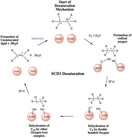 Figure 4: A proposed mechanism for SCD1 desaturase. The catalytic water molecule reacts with Fe2+ and O2 to create oxygen radicals on the iron ions. Electrons are brought in via an electron transport chain; this lowers the oxidation state of the iron ions and forms the reactive species. The first hydrogen is abstracted creating a radical intermediate that is then deprotonated again to make the final desaturated product. Electrons are transferred in again to allow for the iron ions to go back to their original oxidation state because enzymes must end a reaction in the same state, they started it. Figure was a modification of scheme 1 proposed by Yu M. and Chen S.5.