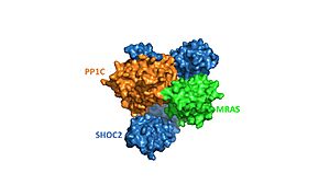 Surface representation of SHOC2-PP1C-MRAS from PDB 7pui. Blue is SHOC2, orange is PP1C and green is MRAS.  