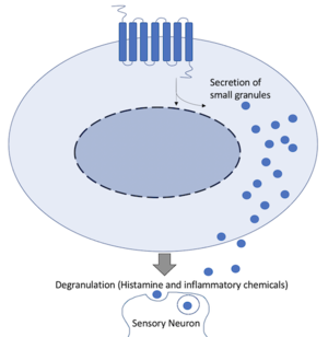 Figure 9. Schematic representation of cellular response starting with GPCR activation and signal transduction. Blue dots represent histamine granules and these target the extracellular receptor.