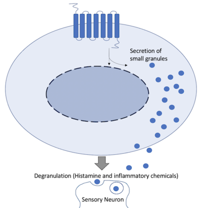 Figure 11.Schematic representation of cellular response