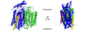 'Figure 2. Cartoon model of cytochrome bd-oxidase in E. coli. Dashed lines represent borders of cytoplasmic and extracellular regions.