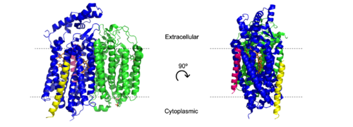 Figure 1. Cartoon model of cytochrome bd-oxidase in E. coli. Dashed lines represent borders of cytoplasmic and extracellular regions. Blue = CydA; green = CydB; yellow = CydX; pink = CydS
