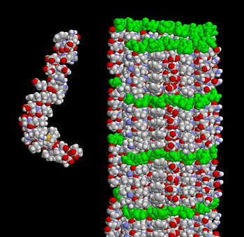 Figure 1 APP Protein Structure in Two Guises (PDB, 2013)