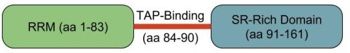 Figure 1. SRp20 Domain Representation. Shown are the RRM (green), the TAP binding linker (red line) and SR-rich domain (blue).