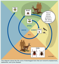 Life cycle of tick.[1]