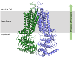 Figure 1. Orientation of ABCG2 in relation to the cell membrane. (5NJ3)