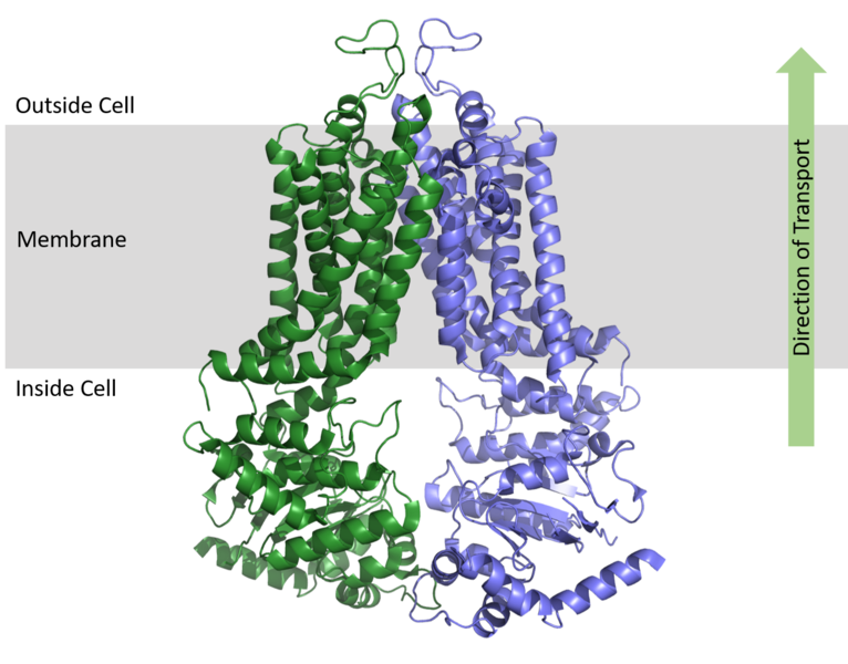 Image:Membrane domains.png