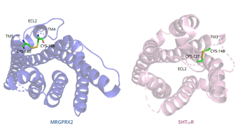Figure 7. Comparison of disulfide bond location in MRGPRX2 (blue) and 5HT2AR (purple).