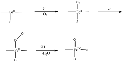 model for NOS oxygen activation
