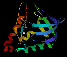 Micrococcal nuclease structure