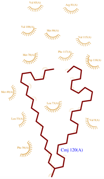 Image:CMJ Ligplot.png