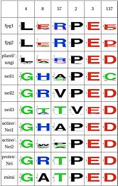 The LER triad interact and might stabilize the catalytic helix (which includes Pro2 and Glu3 and Glu6), it is not clear how this is achieved in the other subfamilies