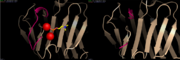 Loop involved in Ca2+-binding site (left), Ca2+-depleted structure (right)