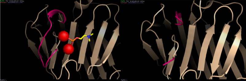 Image:Loop Ca2+.PNG