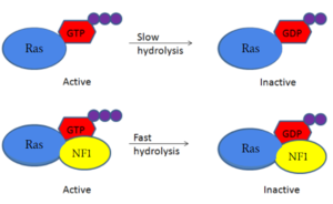 Figure 1: Shifted rate of of Ras GTP hydrolysis when bound to neurofibromin. The speed of GTP hydrolysis is significantly increased when bound to neurofibromin. Ras is inactive when bound to GDP and active when bound to GTP