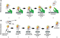 Model for the catalytic mechanism of RabGDI