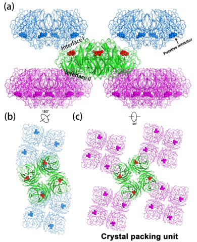 Figure 5 Pentamer of tetramer stacking in the toad NA crystal. (a, b) Side view of two alternative ways of stacking in the middle layer with a translation of (1/2, 0, 1/2). (c, d) Top view of (a, b).