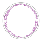 Figure.1 The Z-ring formed from smaller subunits of FtsZ filaments that may pull on each other and tighten to divide the cell
