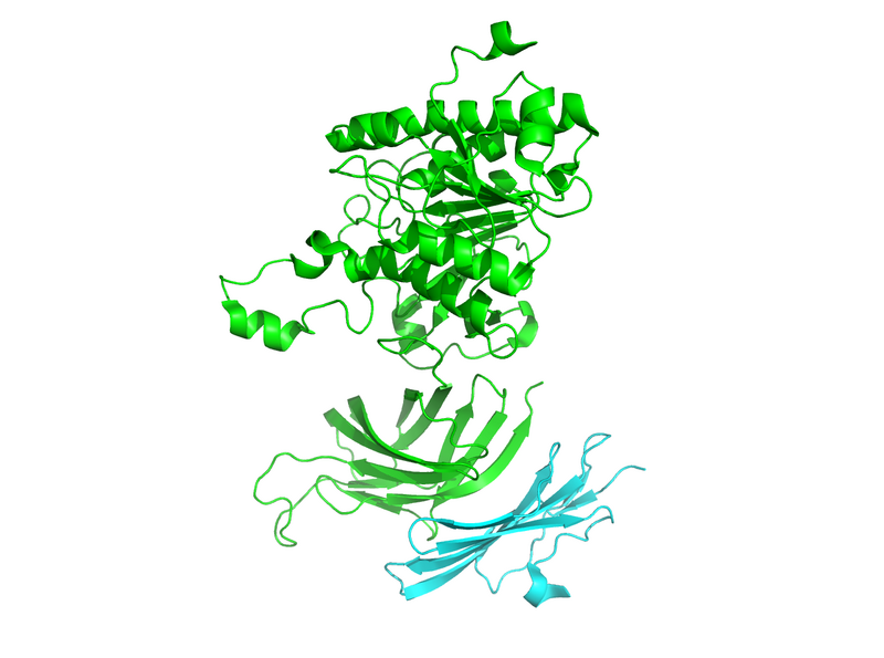 Image:PROTO PYMOL STRUCT.png