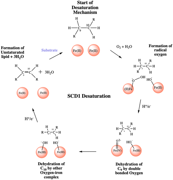 Image:SCD Mechanism.png