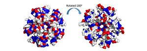 The electrostatic charges in the DdrB pentamer.  Blue represents positive charges, while red represents negative charges. A positive “track” around the top of the pentamer may enable ssDNA binding to one side of the pentamer (left image).  (PDB: 4HQB).  This figure was generated using Pymol.