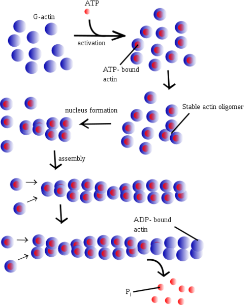 Image:Filament formation.png