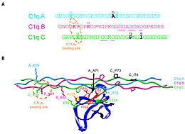 C1q CLR active site residues Lys58 and Lys61