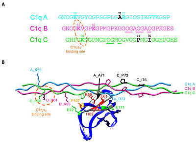 C1q CLR active site residues Lys58 and Lys61