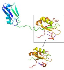 Figure 3: SRp20 with solubility tag