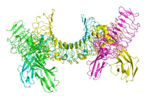 Lingo-1 protein involved in inhibiting effective regrowth of axons after central nervous system damage 2id5