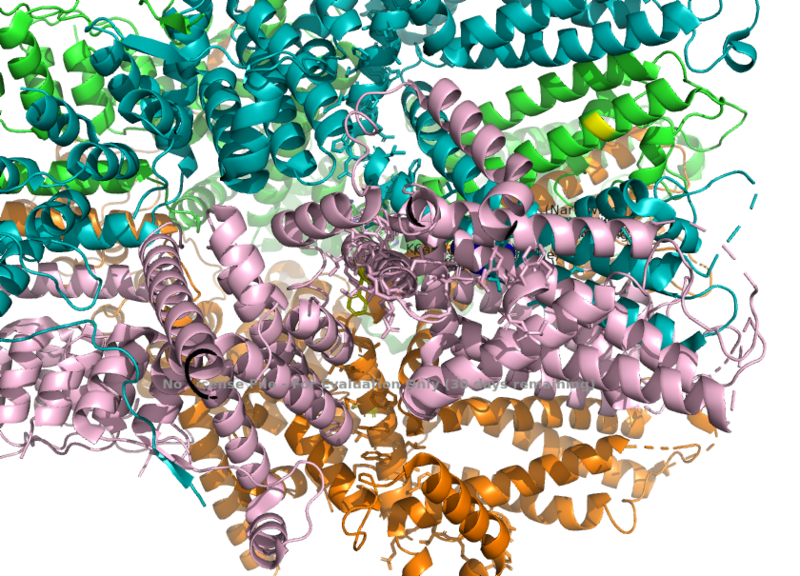 Image:Calcium Permeability (K639 in S6) .png
