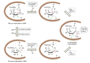 Figure 3. The reaction mechanism of phosphoglucosisomerase. The active site catalytic residues, BH+ and B′, are thought to be Lys and His, respectively.