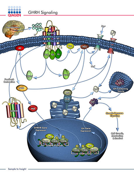Image:GHRH Signaling.jpg