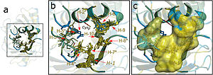 Figure 2. Hydrophobic collar (HC), surrounding the active site of Ohrs. Image taken from Meireles et al. 2022
