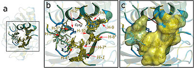 Figure 2. Hydrophobic collar (HC) surrounding the active site of Ohrs. Image taken from Meireles et al. 2022